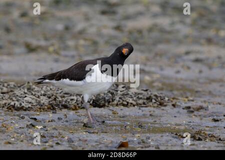 Eurasian Oystercatcher (Haematopus ostralegus) juvenile Fütterung in einer Gezeitenmündung Drehen Sie den Kopf, um die Kamera. Stockfoto