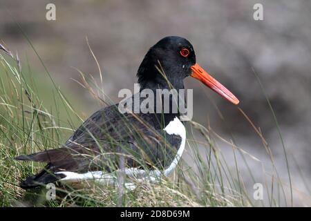 Austernfischer (Haematopus ostralegus) Stockfoto