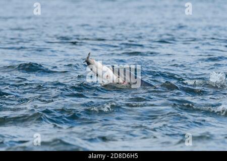 Tümmler (Tursiops trunkatus), Moray Firth, Highlands, Schottland. Juli 2017. Delfine essen Lachs. Stockfoto