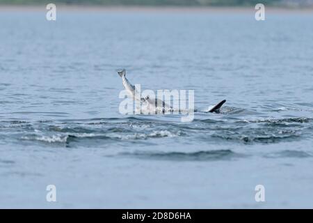 Tümmler (Tursiops trunkatus), Moray Firth, Highlands, Schottland. Juli 2017. Delfine essen Lachs. Stockfoto