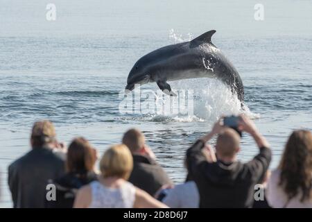 Menschen beobachten Bottlenose Delfin (Tursiops truncatus) vom Strand, Chanonry Point, Moray Firth, Highlands, Schottland. August 2017. Stockfoto