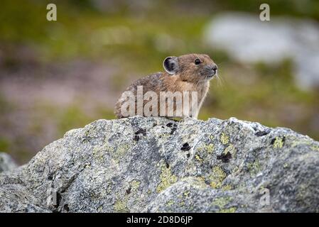 Der liebenswerte Pika in Kanada Stockfoto