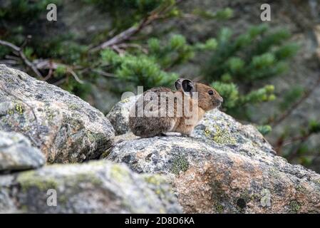 Der liebenswerte Pika in Kanada Stockfoto