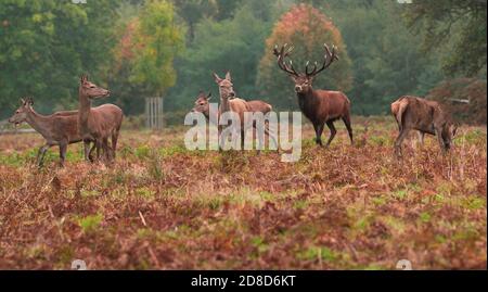 Hirsche im Richmond Park Stockfoto