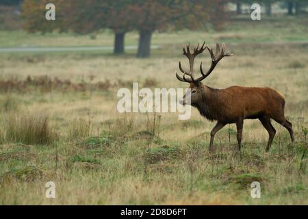 Hirsche wandern in den Feldern des Richmond Park Stockfoto