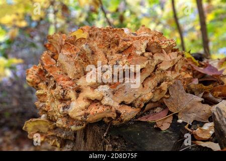 Waldhuhn Pilz (Laetiporus sulfureus), wächst auf Stumpf, E USA, von James D. Coppinger/Dembinsky Photo Assoc Stockfoto
