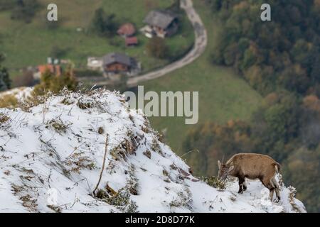 Junger Steinbock auf einem steilen Bergrücken in Chablais Valaisan Stockfoto