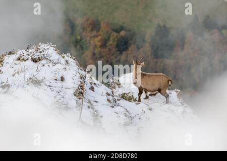 Junger Steinbock auf einem steilen Bergrücken in Chablais Valaisan Stockfoto