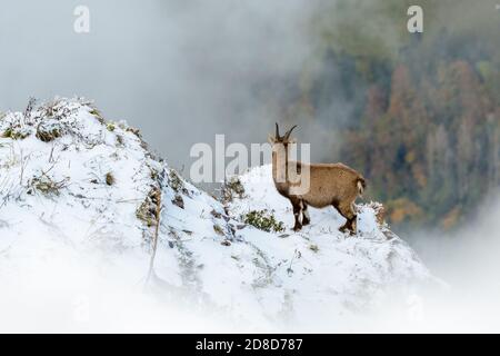 Junger Steinbock auf einem steilen Bergrücken in Chablais Valaisan Stockfoto