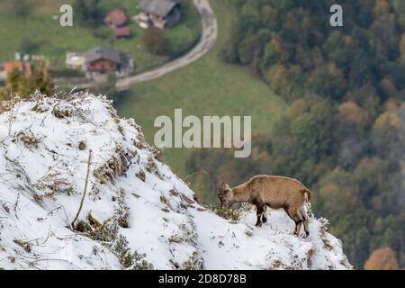 Junger Steinbock auf einem steilen Bergrücken in Chablais Valaisan Stockfoto