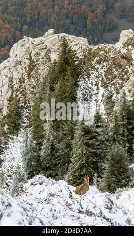 Junger Steinbock an einem steilen Bergrücken im Schnee in Chablais Valaisan Stockfoto