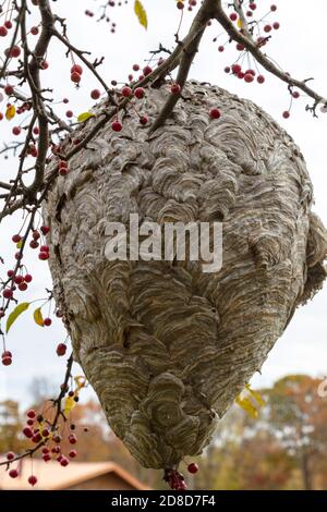 Großes Papierwaspennest, Herbst, E USA, von James D Coppinger/Dembinsky Photo Assoc Stockfoto