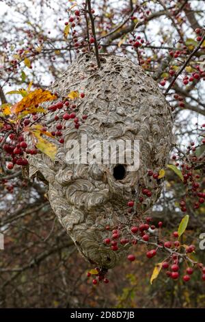 Großes Papierwaspennest, Herbst, E USA, von James D Coppinger/Dembinsky Photo Assoc Stockfoto