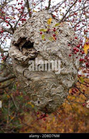 Großes Papierwaspennest, Herbst, E USA, von James D Coppinger/Dembinsky Photo Assoc Stockfoto