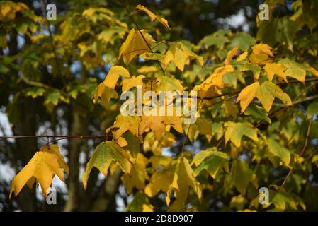 gelbes Herbstlaub Stockfoto