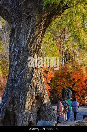 Peking, China. Okt. 2020. Die Menschen genießen die Herbstlandschaft in Gubei Water Town in Peking, Hauptstadt von China, 29. Oktober 2020. Quelle: Li Xin/Xinhua/Alamy Live News Stockfoto