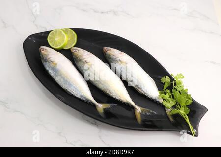 Ungekochte indische Makrelenfische Rastrelliger kanagurta. Auch bekannt als Bangda Fisch. Freier Speicherplatz für Kopien. Zitronenkeil und Koriander. Draufsicht Fischhintergrund. Stockfoto