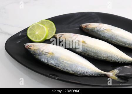 Ungekochte indische Makrelenfische Rastrelliger kanagurta. Auch bekannt als Bangda Fisch. Freier Speicherplatz für Kopien. Zitronenkeil und Koriander. Draufsicht Fischhintergrund. Stockfoto