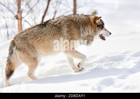 Seitenansicht des pelzigen eurasischen Wolfes, der auf Schnee schlendert Stockfoto