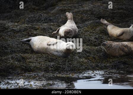 Wunderschöne Robben sonnen sich an einem ruhigen Tag in Loch Linnhe von Fort William Stockfoto