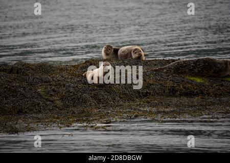 Wunderschöne Robben sonnen sich an einem ruhigen Tag in Loch Linnhe von Fort William Stockfoto