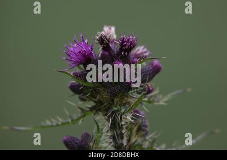 Auf diesem Foto, das an einem Sommerabend in Schottland aufgenommen wurde, beginnt eine Distel zu blühen. Stockfoto