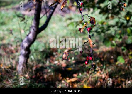 Zweig mit Äpfeln des Paradieses. Selektiver Fokus auf Äpfel mit unscharfem Gartenhintergrund. Nahaufnahme. Stockfoto