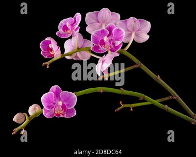 Blühende Orchideenzweig mit lila Blüten isoliert auf dem schwarzen backgroundwith copy space Stockfoto