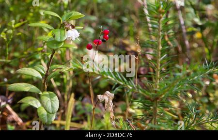 Makro der Maiglöckchen, Convallaria majalis, Baum rote Beeren auf einem einzigen Ast vor dem Hintergrund eines grünen Waldes im Herbst. Stockfoto
