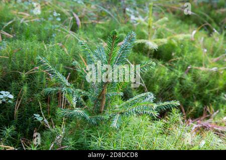 Kleine junge grüne Fichte Kiefer Baum Pflanze Nadel stumpf Wald Wald Moos. Eine Tanne wächst zu Weihnachten. Stockfoto