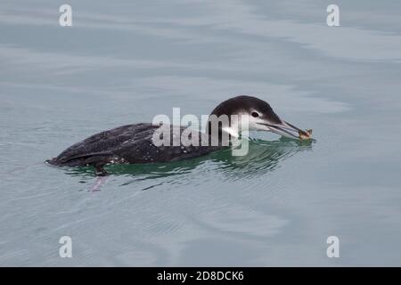 Juvenile Great Northern Diver oder Loon (Gavia immer) Schwimmen und Krabben fangen in Newlyn Harbour Cornwall Stockfoto