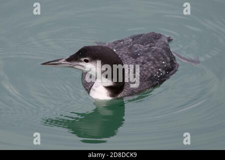 Juvenile Great Northern Diver oder Loon (Gavia immer) schwimmen und füttern in Newlyn Harbour. Stockfoto