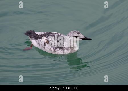 Erste Winter juvenile Black Guillemot (Cepphus grylle) Schwimmen im Meer vor Newlyn Hafen im Winter. Stockfoto