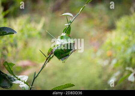 Ameisen nisten auf einem Baum im Garten. Stockfoto