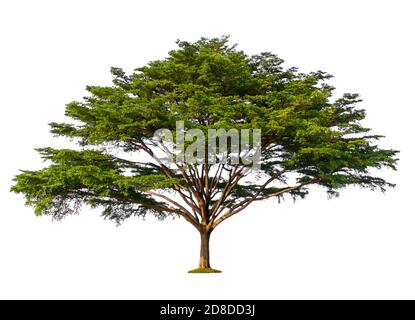 Grüner Baum isoliert auf weißem Hintergrund, Terminalia ivorensis Chev Stockfoto