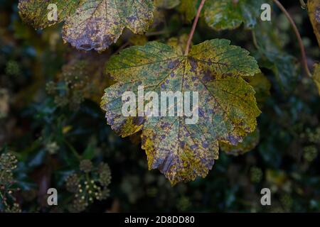 Der Herbst hinterlässt einen Hintergrund auf einem britischen Waldboden. Orangefarbene und braune Blätter in der Herbstsaison Stockfoto