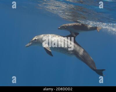 Flaschennase Delfine schwimmen mit neugierigen Baby unter Wasser Oberfläche des blauen tropischen Meeres, selektive Fokus Stockfoto