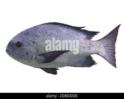 Tropische Fische isoliert auf weißem Hintergrund - schwarz und weiß snapper (Makolor niger) Stockfoto