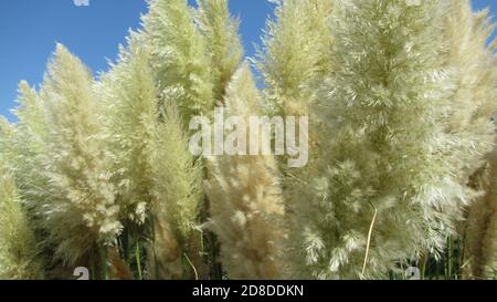 Pampas Gras in einem grünen Stadtpark Stockfoto