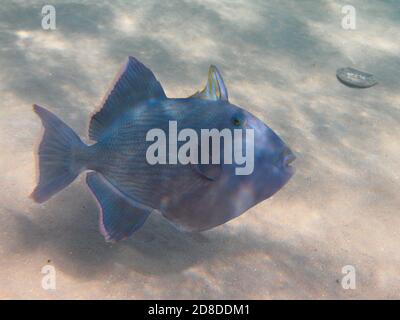 Blaue Triggerfische tropischen Wunsch Schwimmen im Meer unter Wasser Stockfoto