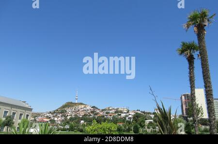 Baku, Aserbaidschan, 5. Juli 2020 : Palmen in einem grünen Park Stockfoto