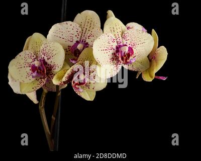 Orchideenblume isoliert auf schwarzem Hintergrund Nahaufnahme Stockfoto