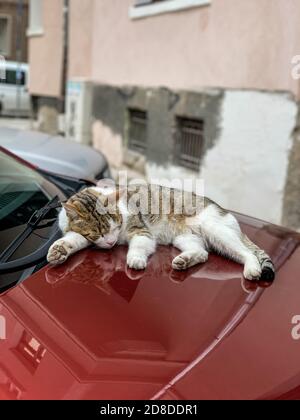 Ein obdachloses streunendes Katzenkätzchen, das auf einem liegt Rotes Auto Stockfoto