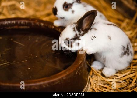 Zwei weiße Kaninchen Trinkwasser aus gebackener Tonscheibe. Selektiver Fokus auf das Kaninchen Stockfoto