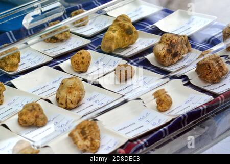 Gruppe von verschiedenen Größen von weißen Trüffeln auf dem italienischen Markt. Stockfoto