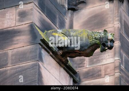 Ein Wasserspeier an der Außenseite der Chester Cathedral, Cheshire, Großbritannien. Stockfoto