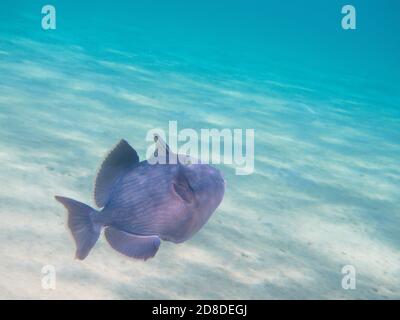 Blauer Drückerfisch schwimmt über Ozean Sand Boden, Unterwasser tropischen Paradies Hintergrund, selektive Fokus auf Auge, flache Tiefe des Feldes Stockfoto