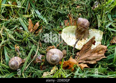 Eine Serie von Fotografien eines Tages auf einer Traubenschnecke Farm. Stockfoto