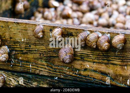 Eine Serie von Fotografien eines Tages auf einer Traubenschnecke Farm. Stockfoto