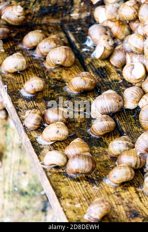 Eine Serie von Fotografien eines Tages auf einer Traubenschnecke Farm. Stockfoto